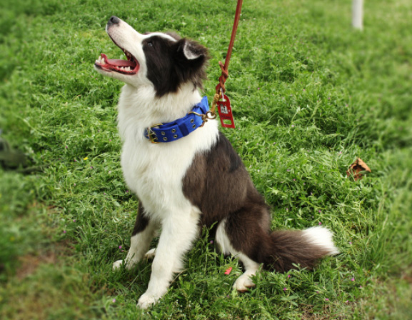 南宁狗咬伤人责任怎么划分？律师告诉你狗咬伤人需要负刑事责任吗